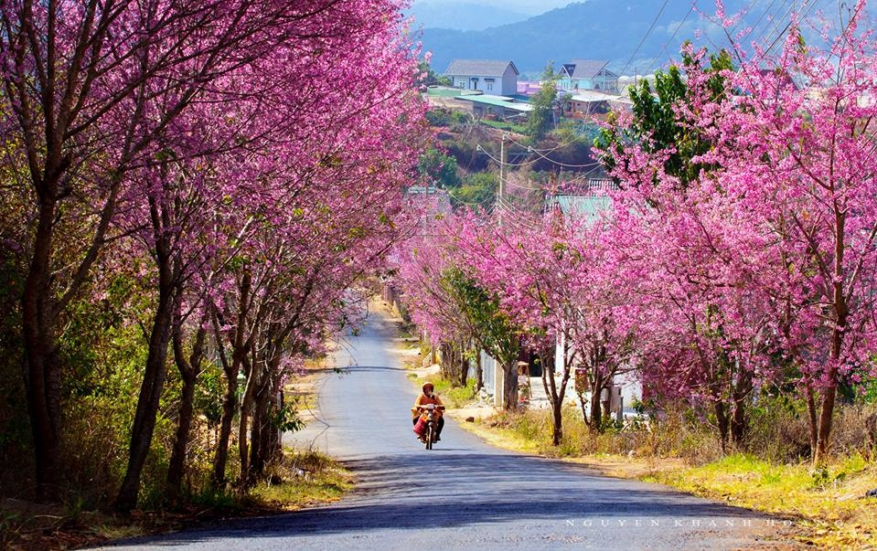 Chiêm ngưỡng hoa Mai Anh Đào mỗi dịp Xuân về ở Đà Lạt